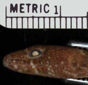 Media type: image;   Herpetology R-39378
